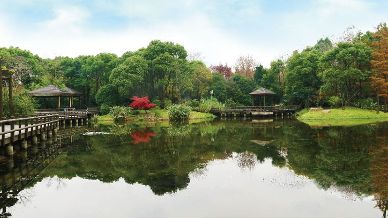 苗木种植技术视频教程：百度网盘中的实用指南**