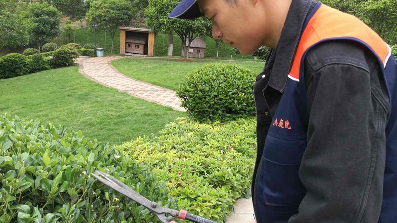 写字楼绿植租赁养护价格