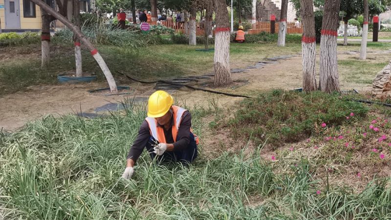 上海园林公司厂家直营：揭秘优质苗木的源头保障**
