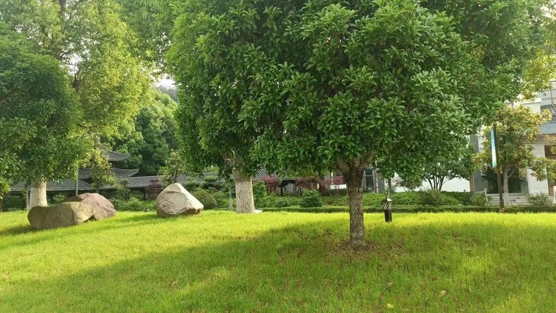 高端写字楼绿植租摆，报价背后的考量因素